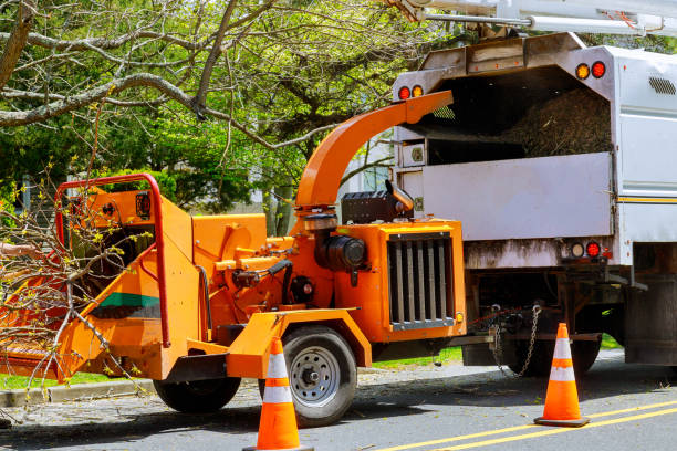 Trusted Serenada, TX Tree Removal and Landscaping Services Experts